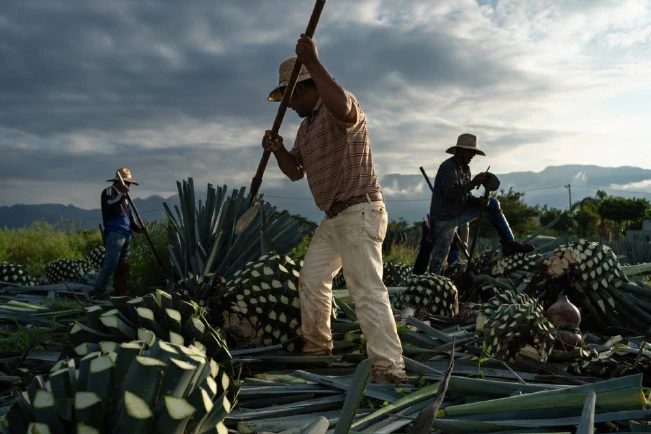 Embajada de México invita a apreciar expo fotográfica sobre el tequila