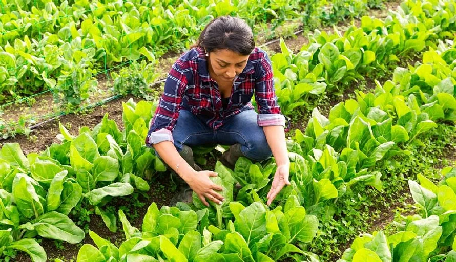 BCIE otorga $316,000 para financiar a mipymes agrícolas en El Salvador