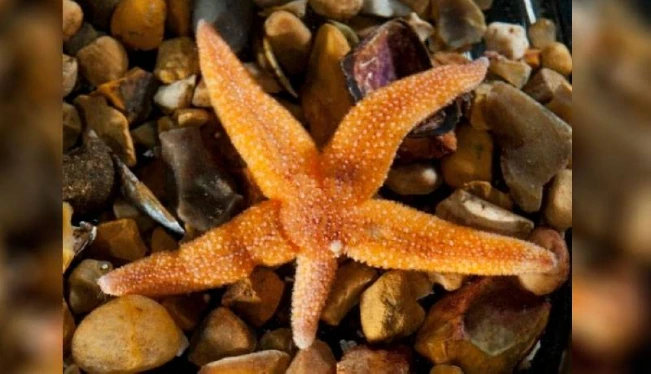 Descubren cómo las estrellas de mar se desprenden de sus brazos