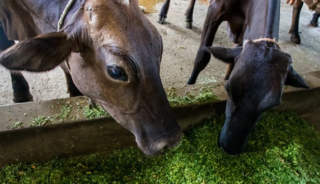Honduras confirma casos de gusano barrenador en animales que venían a El Salvador