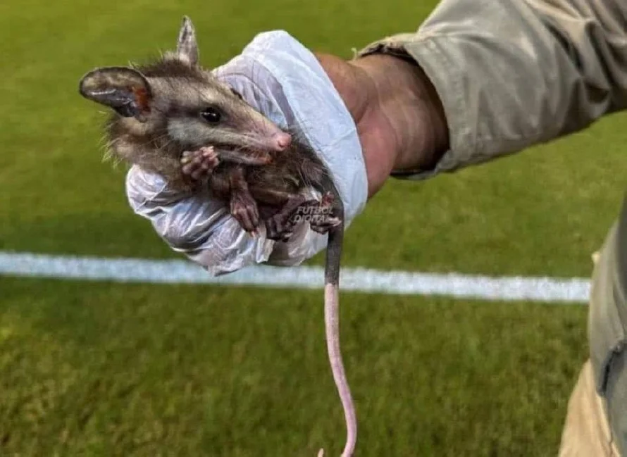Insólito: tacuazín invade la cancha en partido del fútbol hondureño