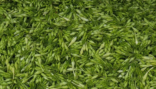 El Salvador tiene 200 empresas registradas ante la FDA para exportar a EEUU