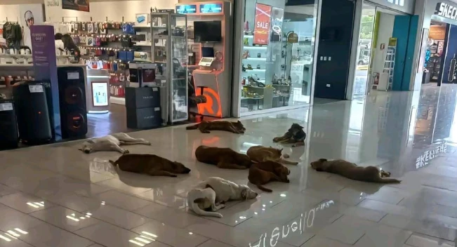 Los perros se apoderaron de popular centro comercial en Santa Ana