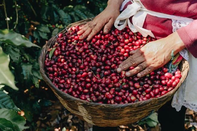 Inicia la corta de café en El Salvador bajo la amenaza de roya y broca