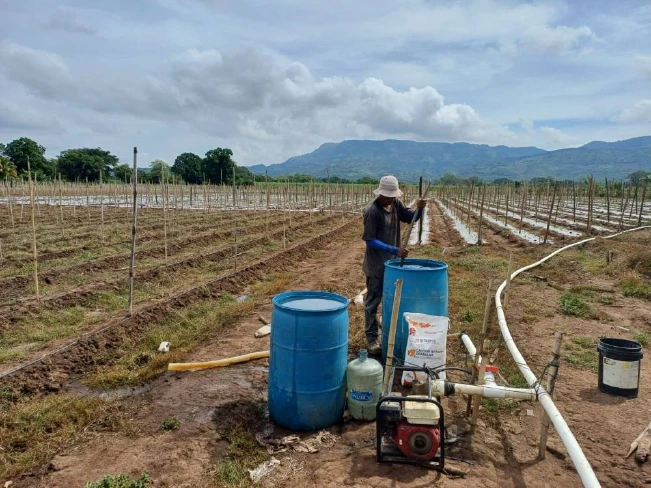 MAG prepara semilleros de hortalizas y frutas resisten al clima y el suelo