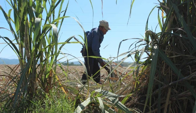 La zafra 2024-2025 se retrasará con una producción estimada de 16 millones de quintales de azúcar