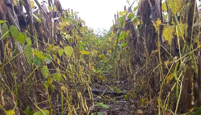 Productores perdieron 1.8 millones de quintales de frijoles y maíz por tormenta Sara