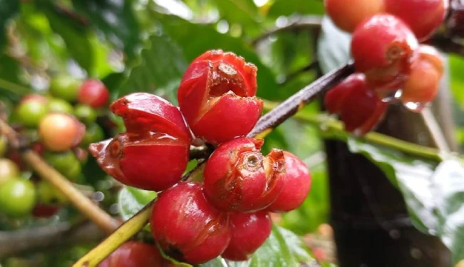 Acafesal reporta que 40,000 quintales de café se perdieron por la tormenta Sara