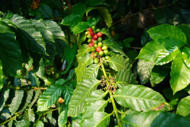 El café alcanza su precio más alto desde 1977