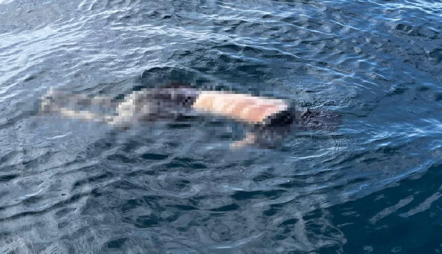 Hallan cuerpo de hombre flotando en Costa Dorada