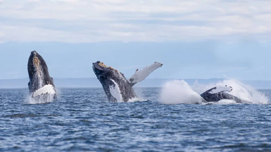 Gobierno autoriza guías para el avistamiento de ballenas jorobadas