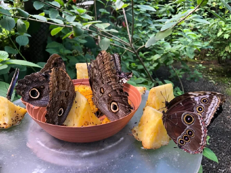 Acuerdo con Costa Rica implementará un mariposario en el parque Balboa