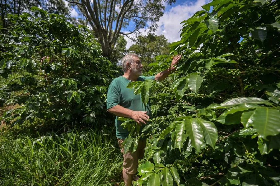 Demasiado seco: cafetales de Brasil padecen el clima y disparan precio mundial del grano