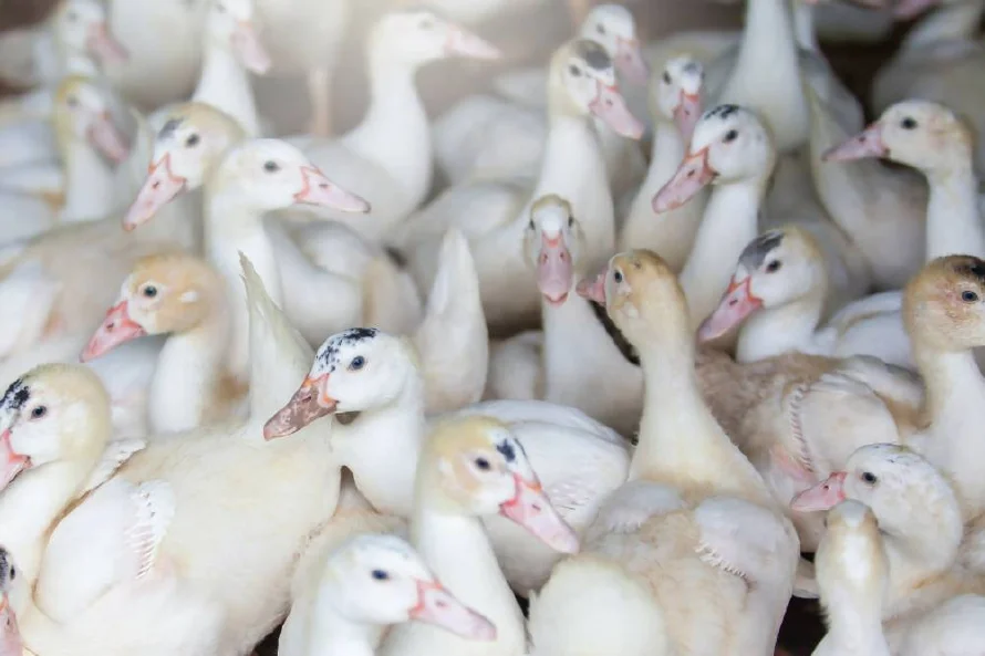 Confirmado primer caso de gripe aviar H5N9 en California