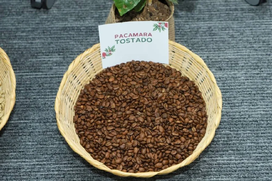 Las exportaciones de café retrocedieron cuatro años tras caer 6.8 % en 2024