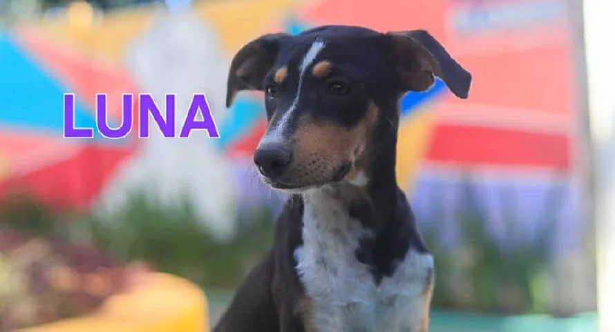 Alcaldía realizará jornada de adopciones de perritos en Santa Tecla