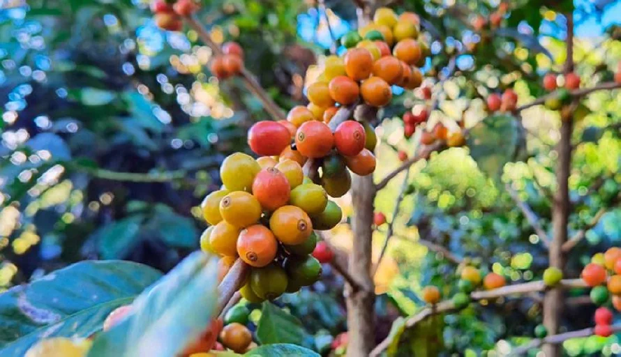 Exportaciones de café bajan en junio y julio, pero crecen 21.7 % en el año