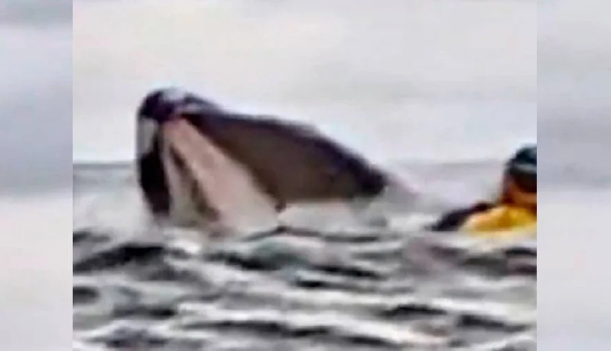 ¡De infarto! ballena jorobada se traga a hombre y su kayak