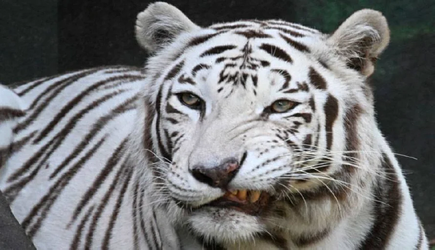 Científicos proponen uso de la inteligencia Artificial para detectar emociones en rostros de los animales