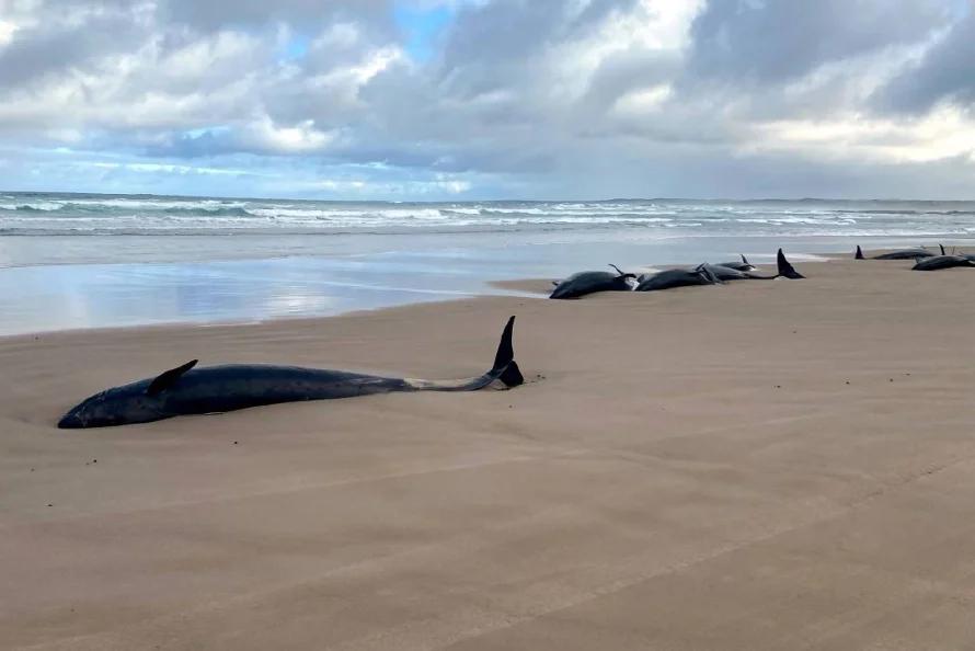 Hallan varados 157 delfines en una playa de Australia