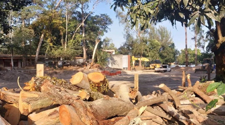 Así aumentan los cobros por tala de árboles en San Salvador y se extienden a todo el municipio