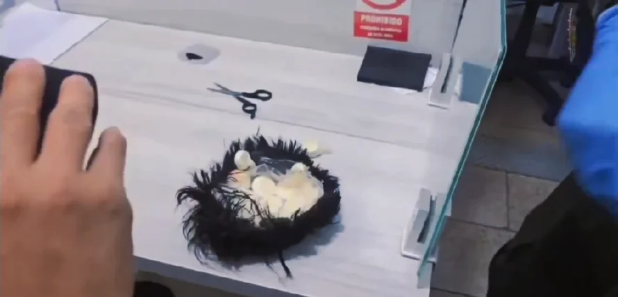 Detienen en Colombia a hombre que transportaba cocaína en una peluca: video