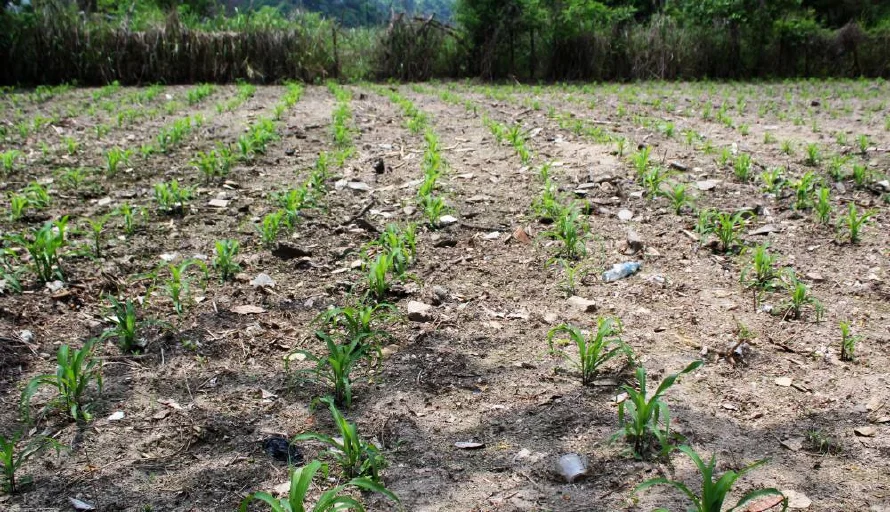 Piden a los productores retrasar la siembra de granos básicos hasta finales de junio