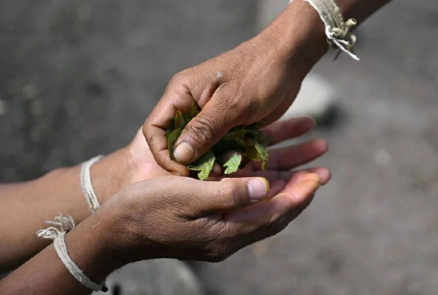 Colombia pide a la ONU retirar la coca del listado de sustancias prohibidas
