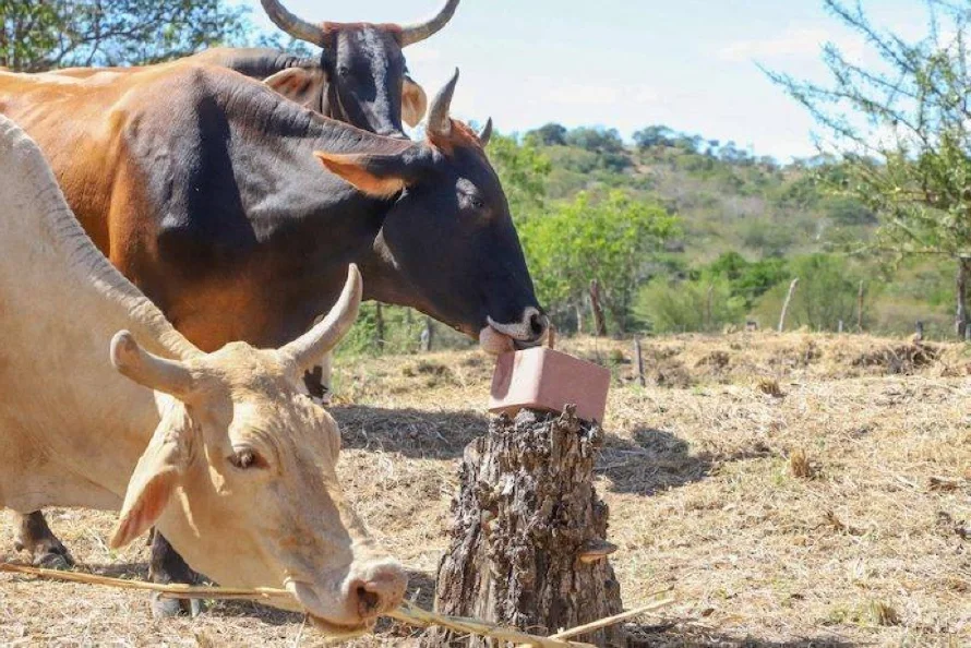 Superintendencia Sanitaria asumirá competencias del MAG en alimentos de consumo animal desde 2027