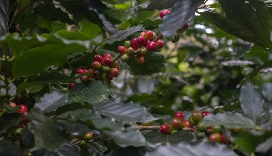 ISC entregará insumos para enfrentar daños en 17,000 manzanas de café por lluvias atípicas