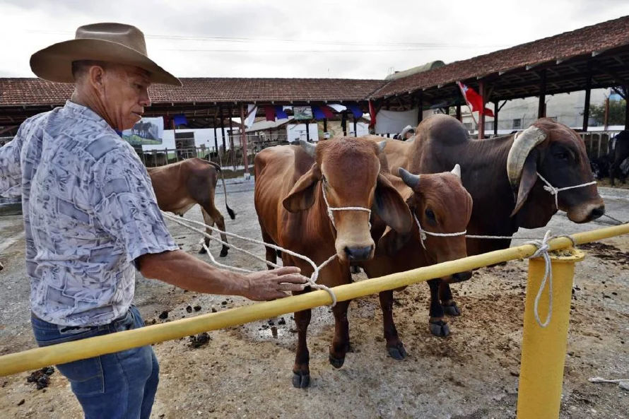 "Nos vamos a quedar sin nada": el robo y sacrificio de vacas se ceba con el campo de Cuba