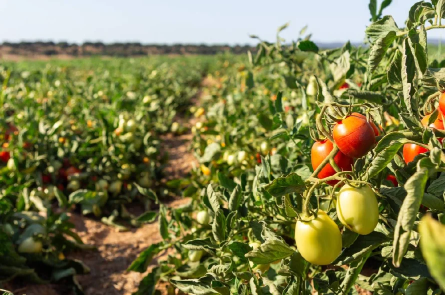 México busca diálogo con EE.UU. para evitar el arancel "sin razón" del 21 % al tomate