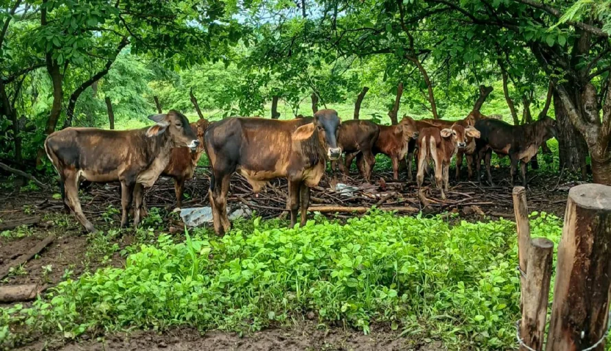 Mesa Agropecuaria ve "positiva" nueva "Ley de sanidad vegetal y animal" pero duda de capacidad del MAG para aplicarla