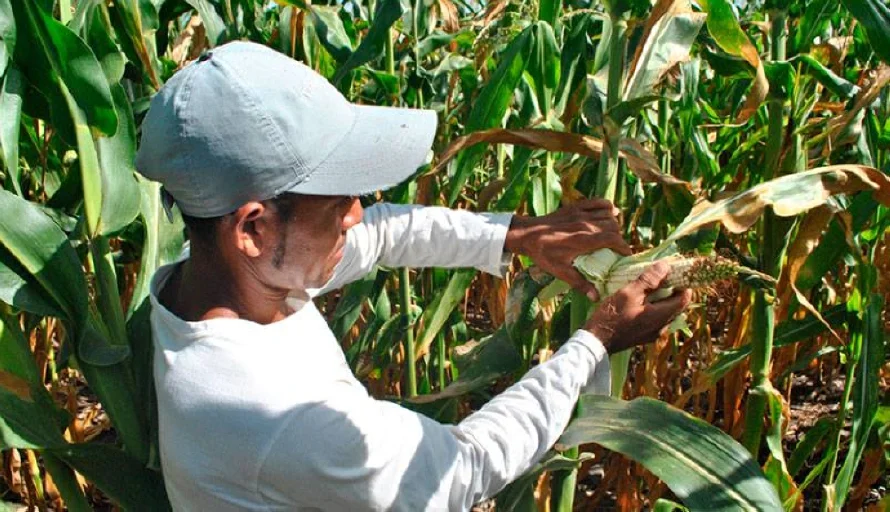 Campo pide al Gobierno apoyo al productor nacional para adaptarse a nueva Ley de sanidad vegetal y animal