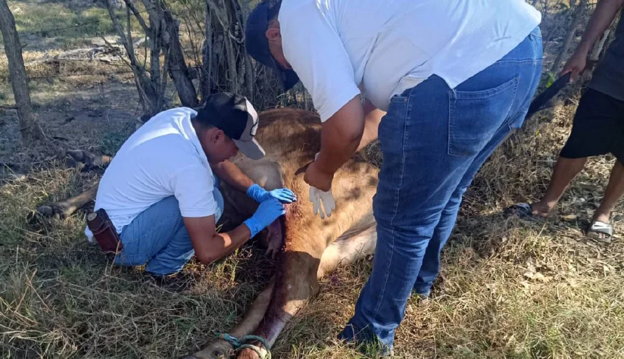 Multas de hasta $243,000 por ocultar plagas o enfermedades en animales o su sospecha