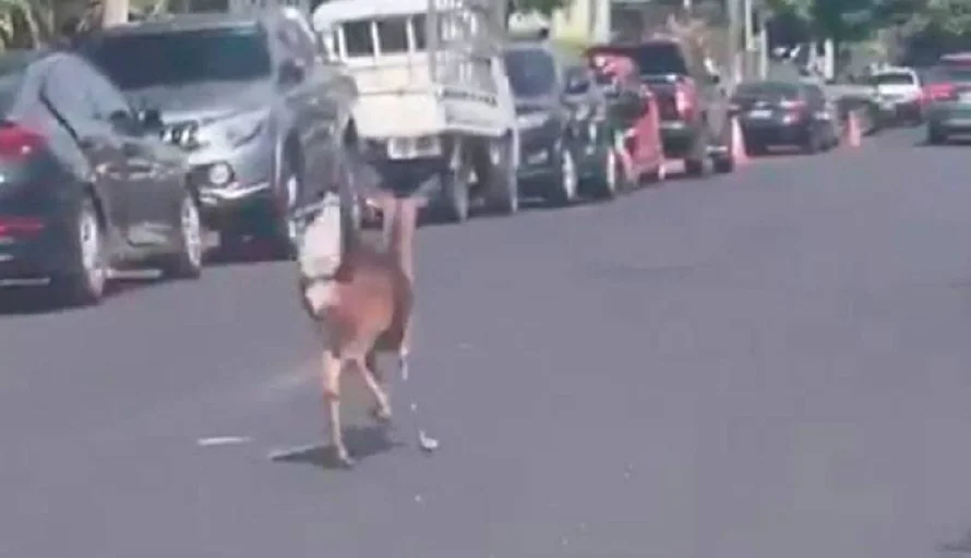 Captan a venado en calle de la colonia Escalón