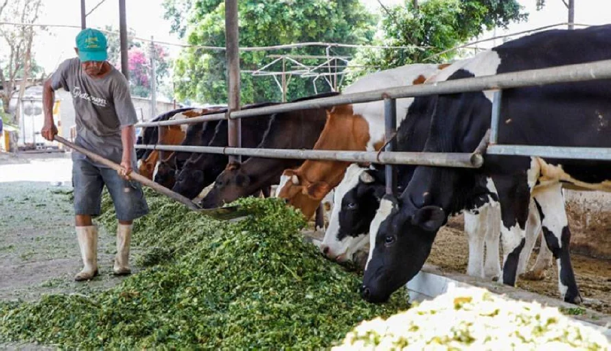 EE.UU. suspende importación de ganado mexicano por plaga de gusano barrenador