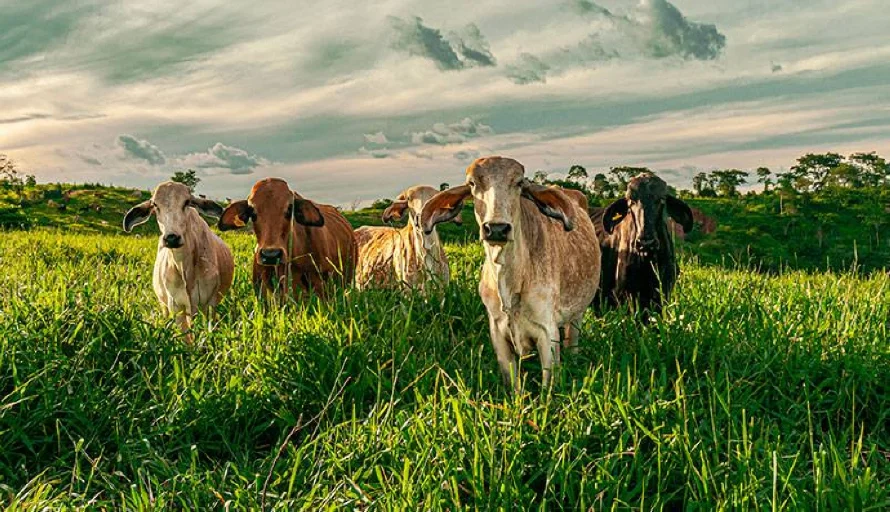 Ganaderos mexicanos alertan por las pérdidas económicas ante el veto de EE.UU. por gusano barrenador