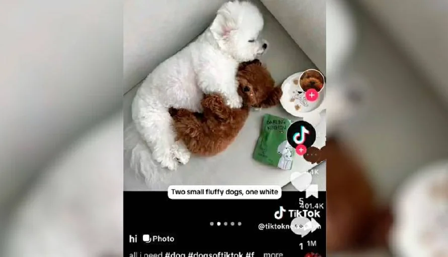 TikTok amplía las opciones de accesibilidad con la generación de texto alternativo con IA