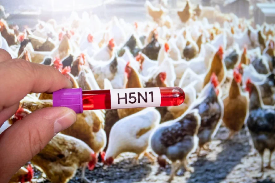 Brasil confirma el primer caso de gripe aviar de "alta patogenicidad" en granja comercial