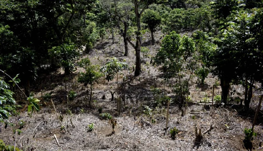 Cada año el bosque cafetalero debe reemplazar siete millones de plantas que mueren