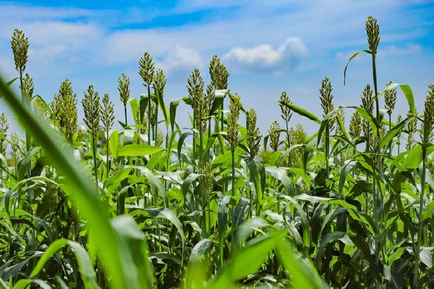 Campo prevé 19.16 millones de quintales de granos básicos en ciclo 2025-2026