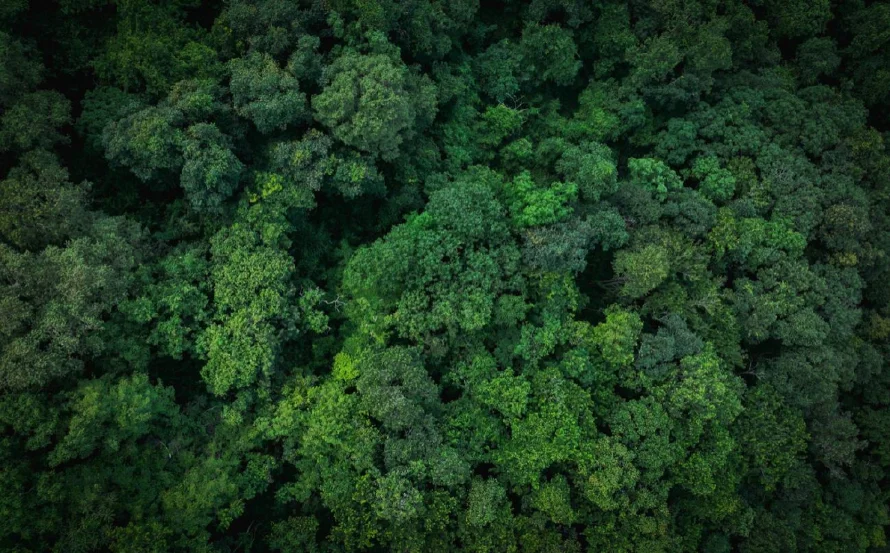 León XIV defiende la "justicia ecológica" en mensaje a universidades americanas e ibéricas