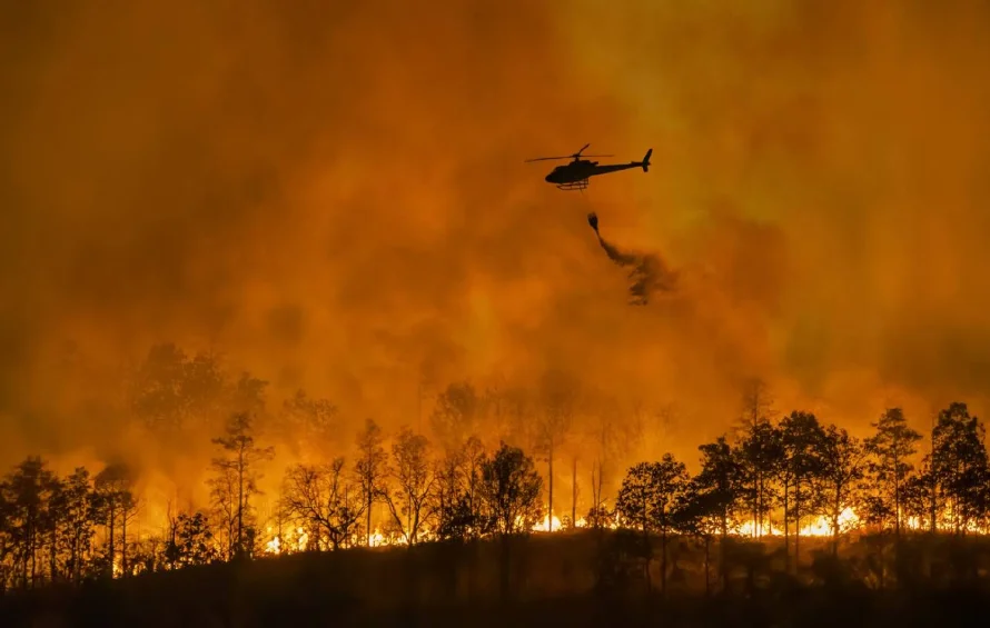 La pérdida de bosques tropicales primarios se duplicó en 2024 por culpa de los incendios