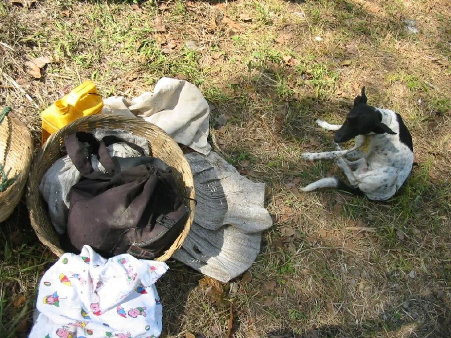 El Salvador tiene la tasa más alta de gusano barrenador en perros, la mayoría callejeros