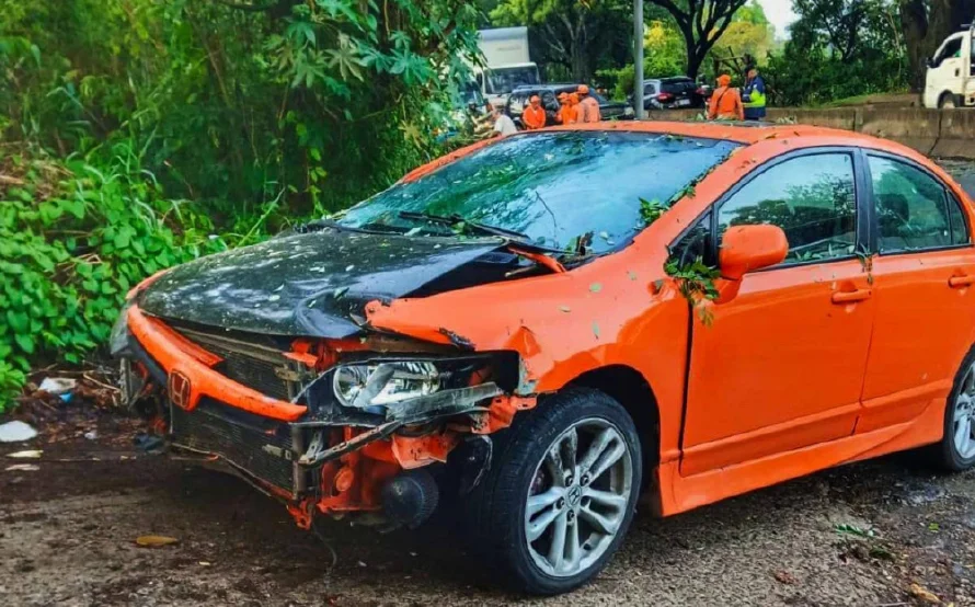 Un árbol cayó sobre un vehículo en Santa Ana