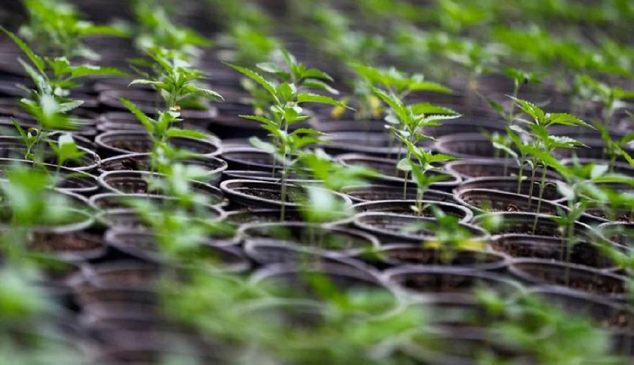 Texas, cerca de prohibir los productos con THC, el componente psicoactivo del cannabis