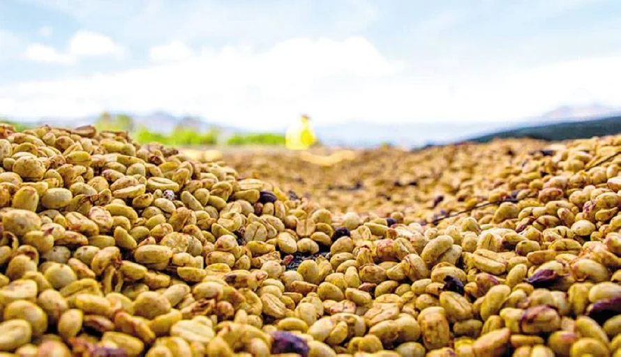 Estos son los mejores cafés cultivados en El Salvador según Taza de Excelencia 2025