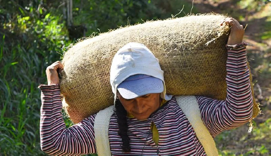 Caficultores han exportado más de 76,800 quintales de café en cosecha 2024-2025