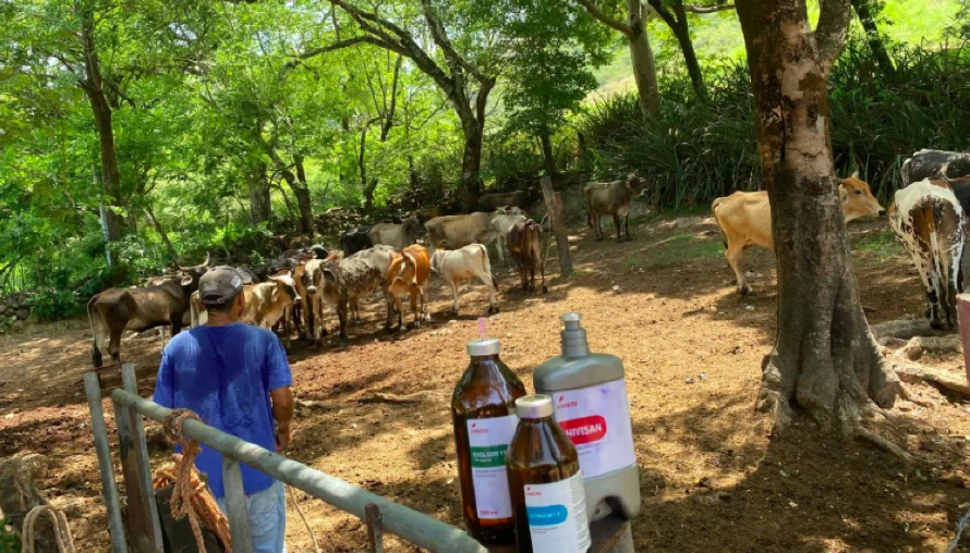 Gobierno intensifica campaña de vacunación contra el gusano barrenador